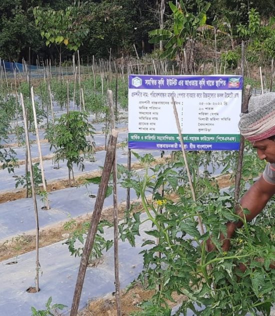 Fresh Organic Vegetable